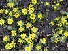 image of Eranthis hyemalis
