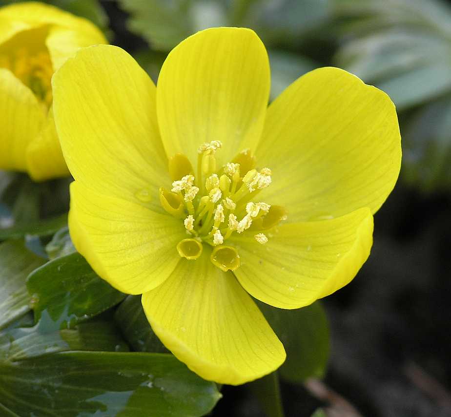 Ranunculaceae Eranthis hyemalis
