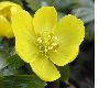 image of Eranthis hyemalis