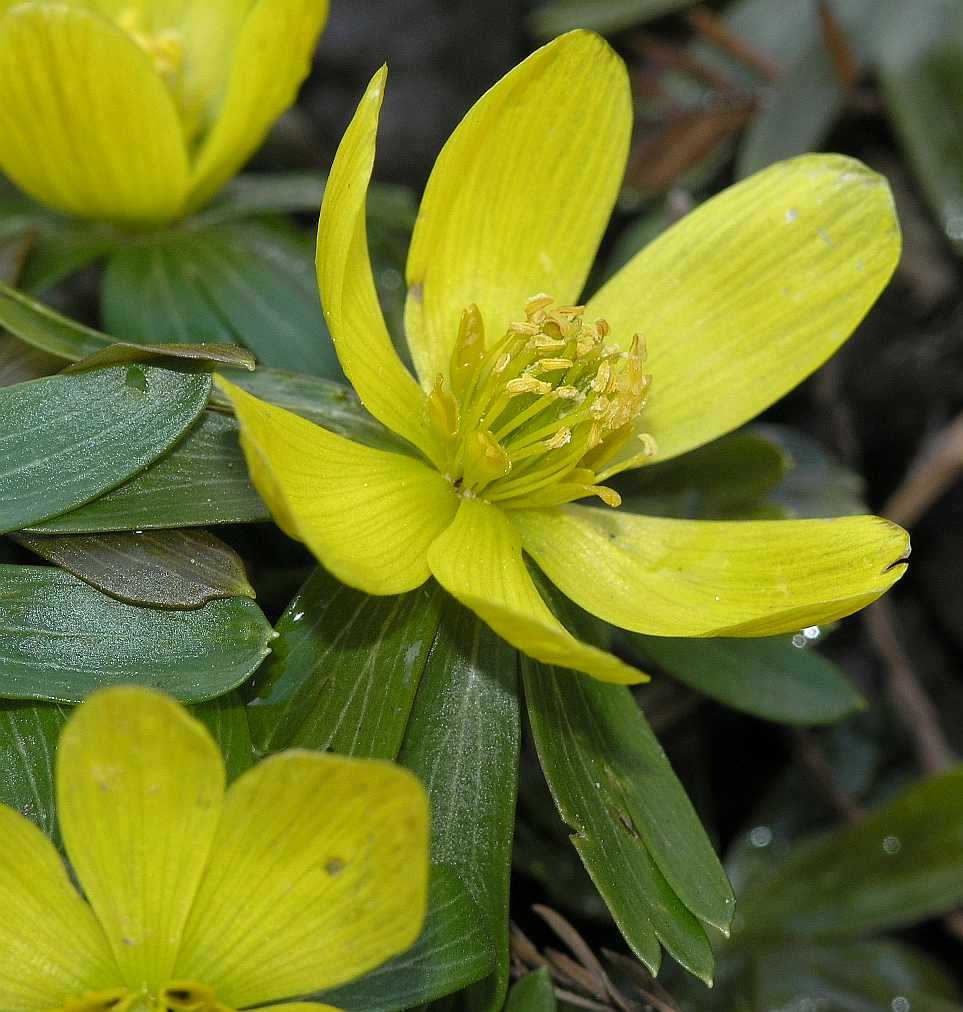 Ranunculaceae Eranthis hyemalis