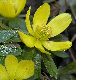image of Eranthis hyemalis