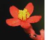 image of Jatropha podagrica
