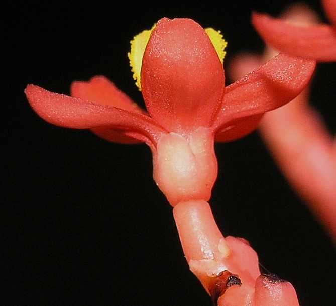 Euphorbiaceae Jatropha podagrica