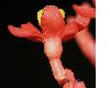 image of Jatropha podagrica