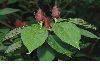 image of Calycanthus floridus
