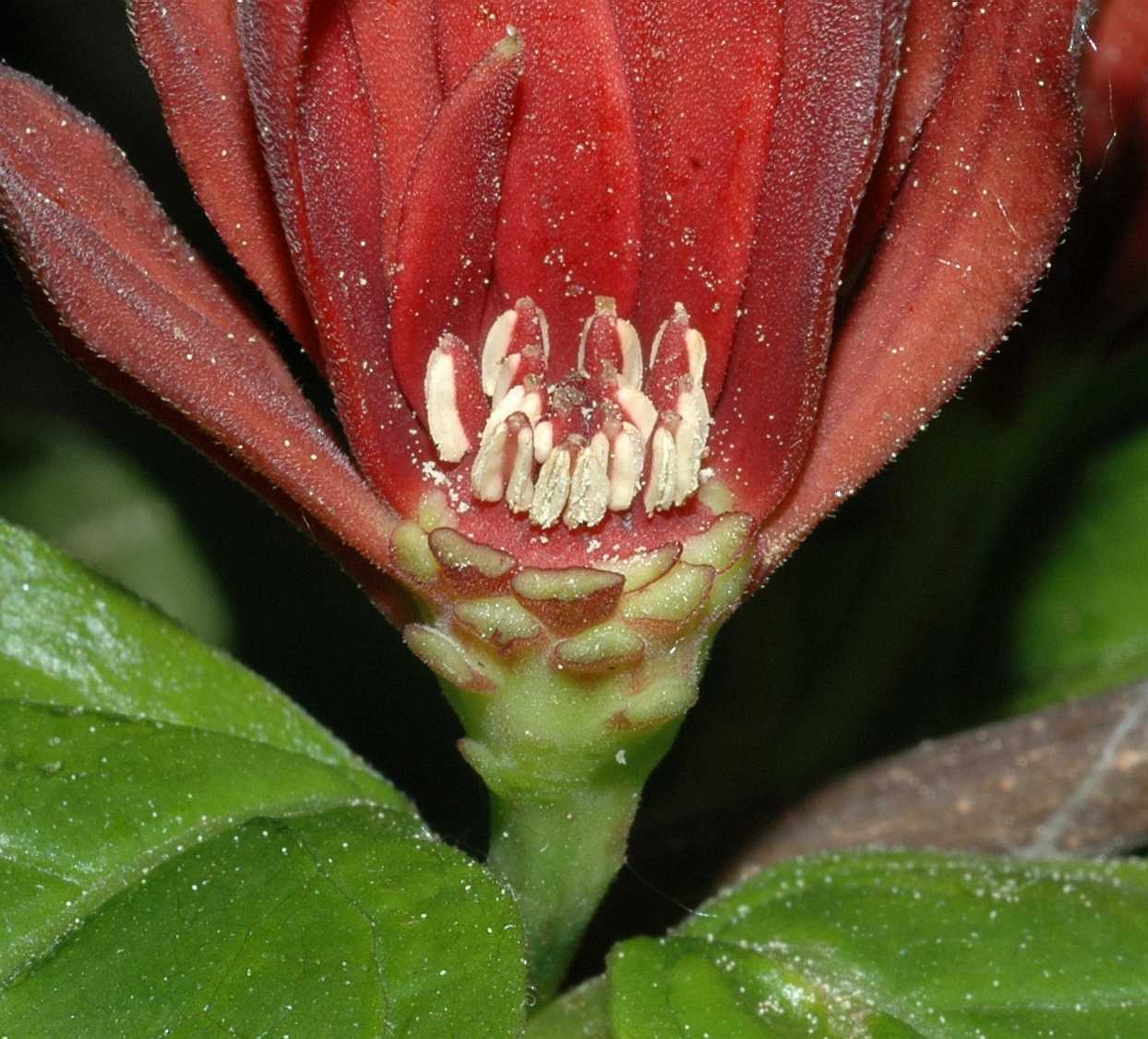 Calycanthaceae Calycanthus floridus