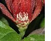 image of Calycanthus floridus