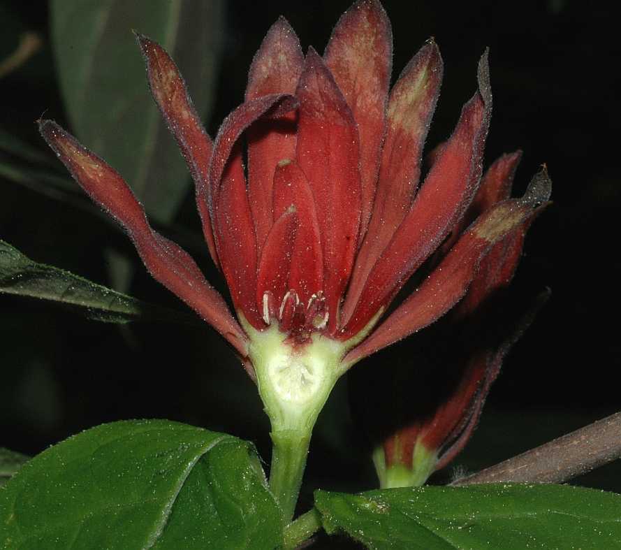 Calycanthaceae Calycanthus floridus