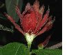 image of Calycanthus floridus