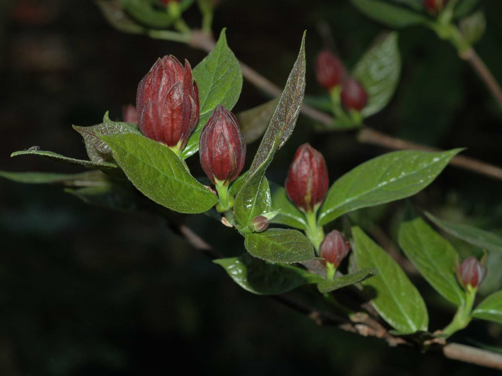 Calycanthaceae Calycanthus floridus