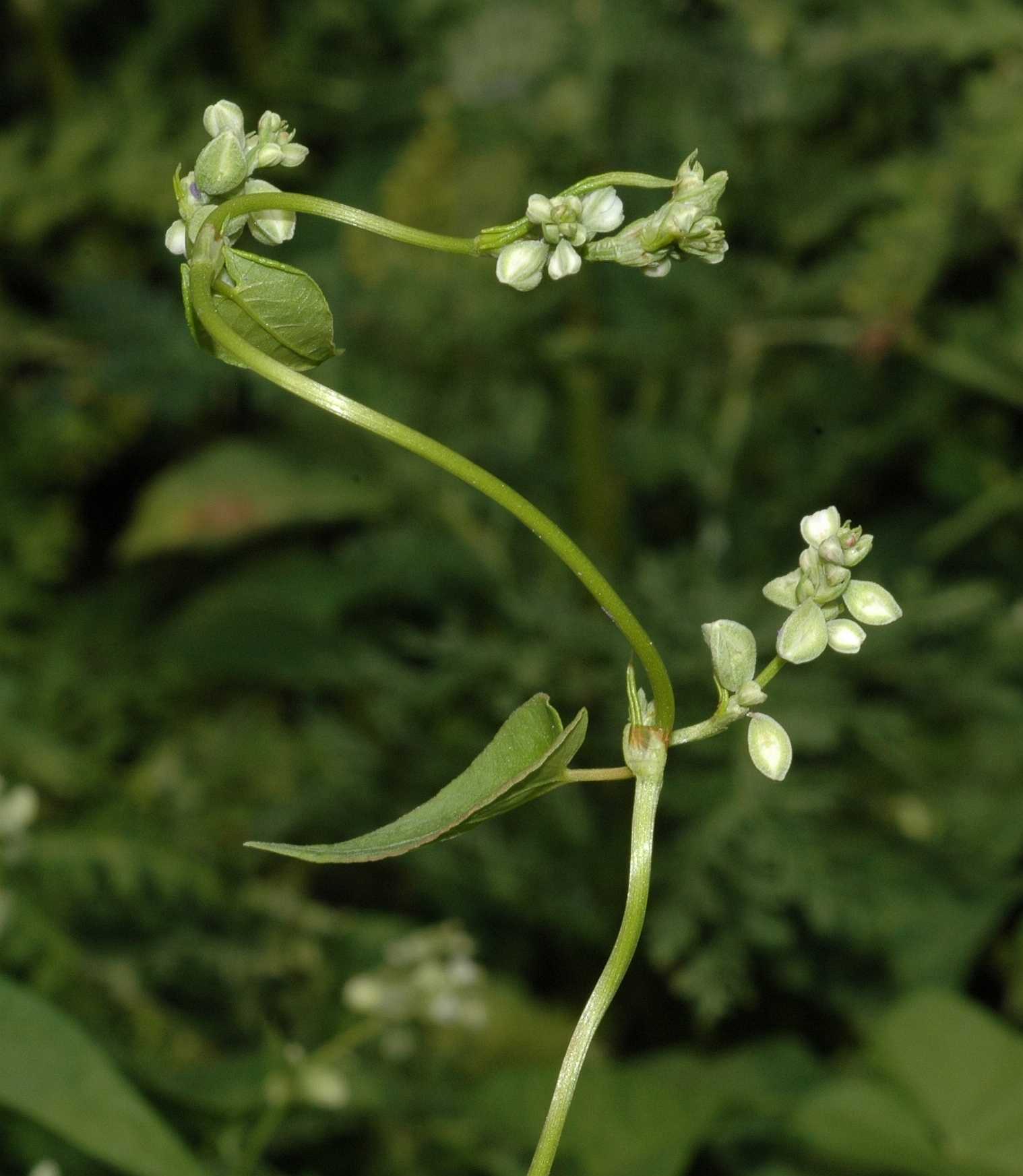 Polygonaceae Fallopia convolvulus