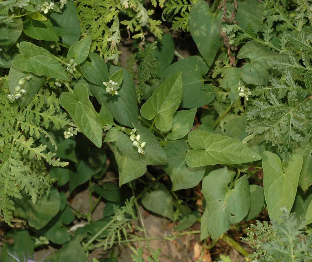 Polygonaceae Fallopia convolvulus