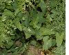image of Fallopia convolvulus