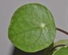 image of Pilea peperomioides