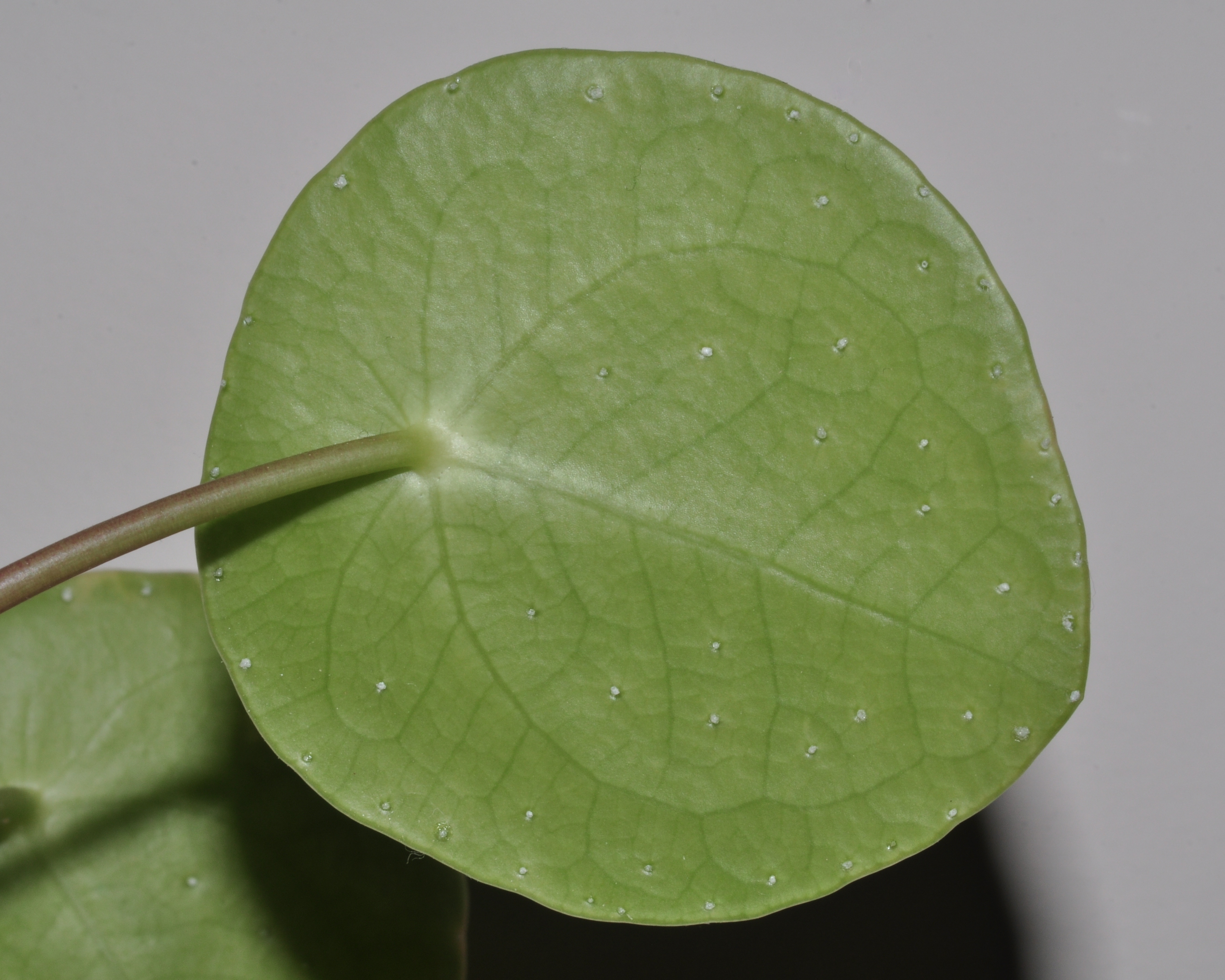 Urticaceae Pilea peperomioides
