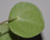 image of Pilea peperomioides