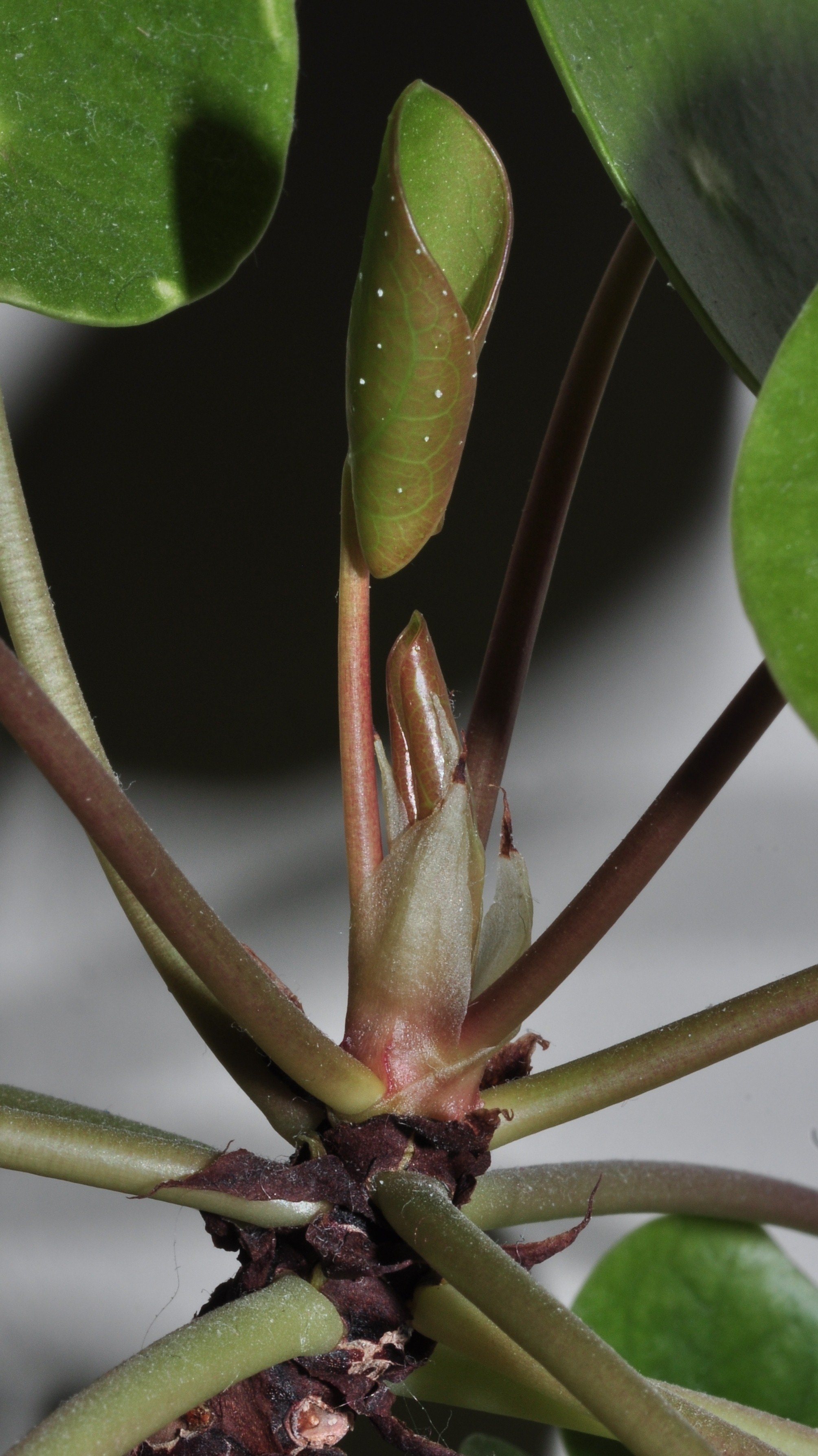 Urticaceae Pilea peperomioides