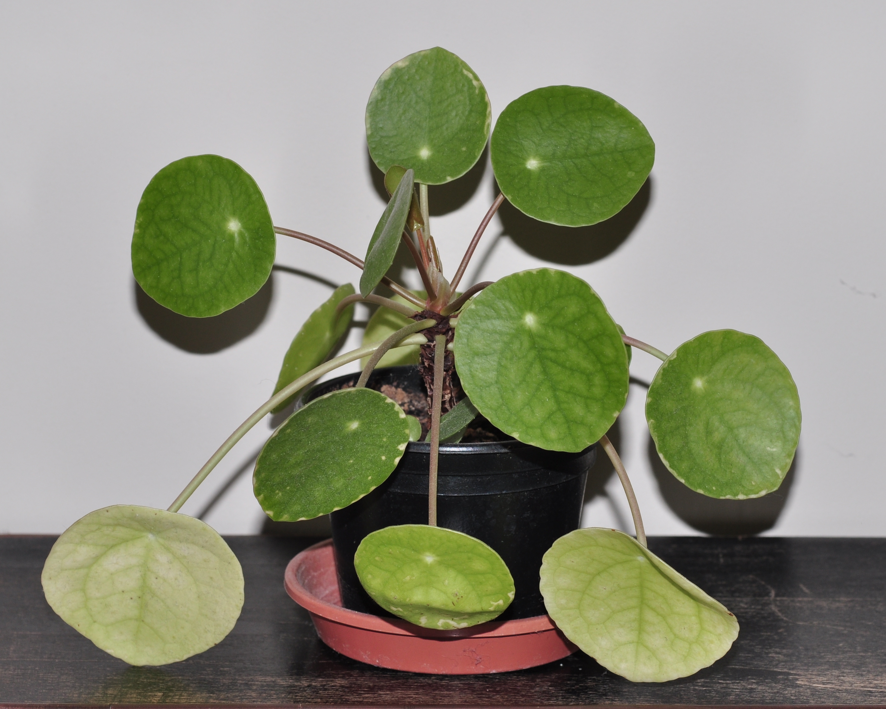 Urticaceae Pilea peperomioides