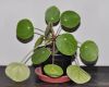 image of Pilea peperomioides
