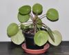 image of Pilea peperomioides