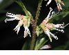 image of Sarcococca hookeriana