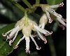 image of Sarcococca hookeriana