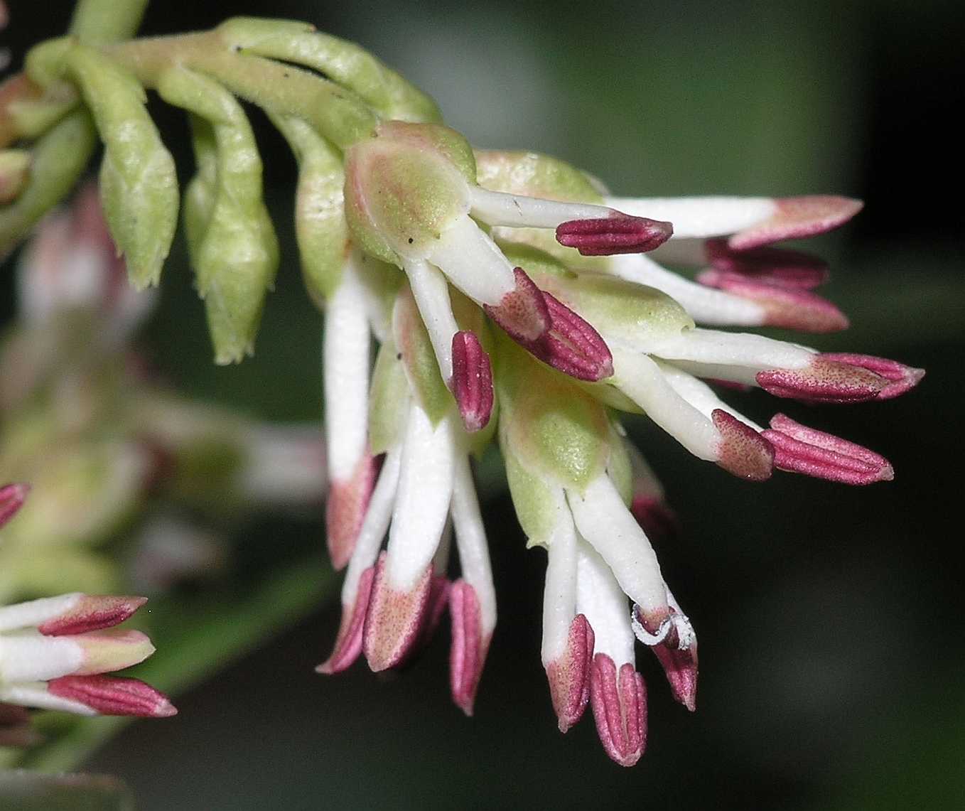 Buxaceae Sarcococca hookeriana
