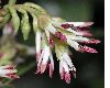 image of Sarcococca hookeriana