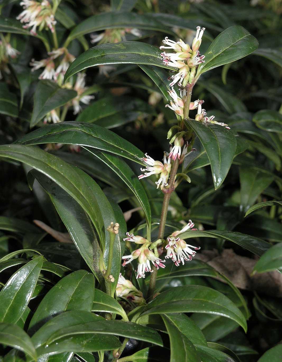 Buxaceae Sarcococca hookeriana