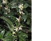 image of Sarcococca hookeriana