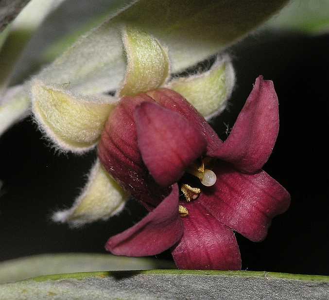 Pittosporaceae Pittosporum crassifolium