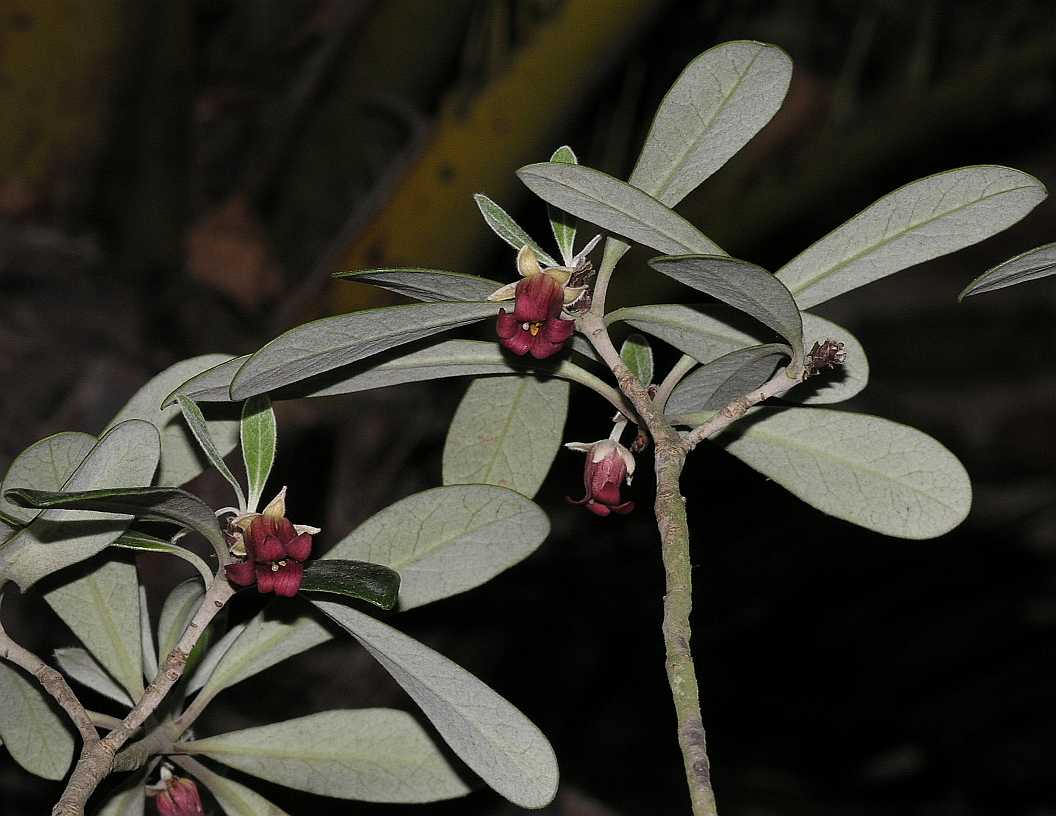 Pittosporaceae Pittosporum crassifolium