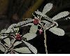 image of Pittosporum crassifolium