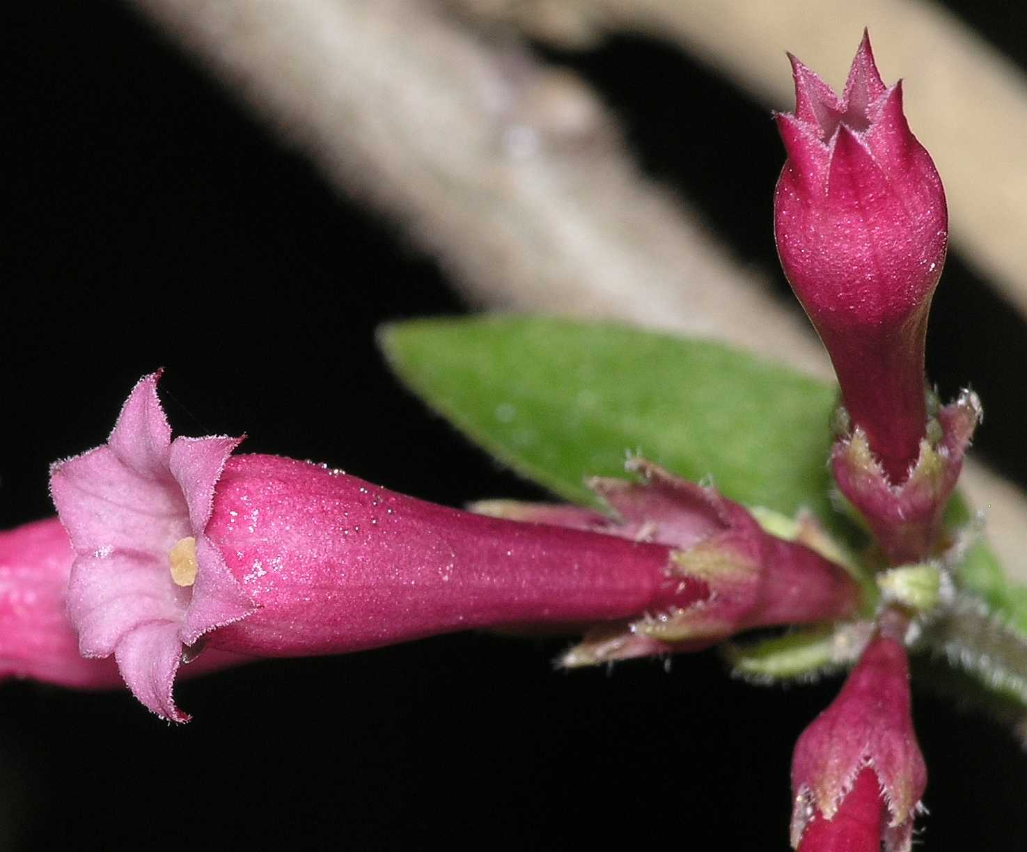 Solanaceae Cestrum elegans