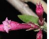 image of Cestrum elegans