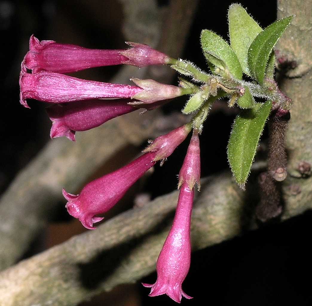 Solanaceae Cestrum elegans