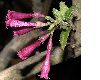 image of Cestrum elegans