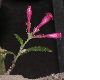 image of Cestrum elegans