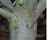 image of Pittosporum crassifolium