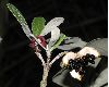 image of Pittosporum crassifolium
