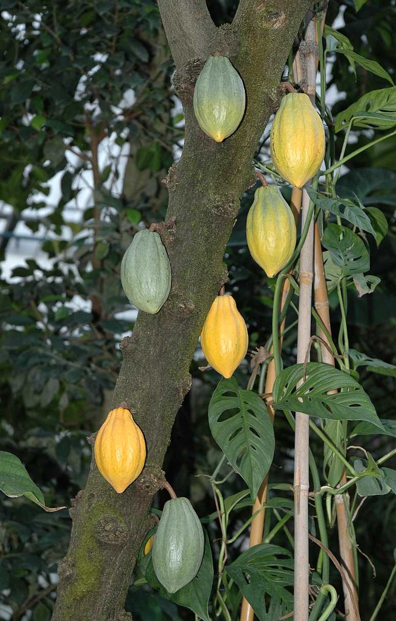 Byttneriaceae Theobroma cacao