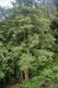 image of Alnus glutinosa