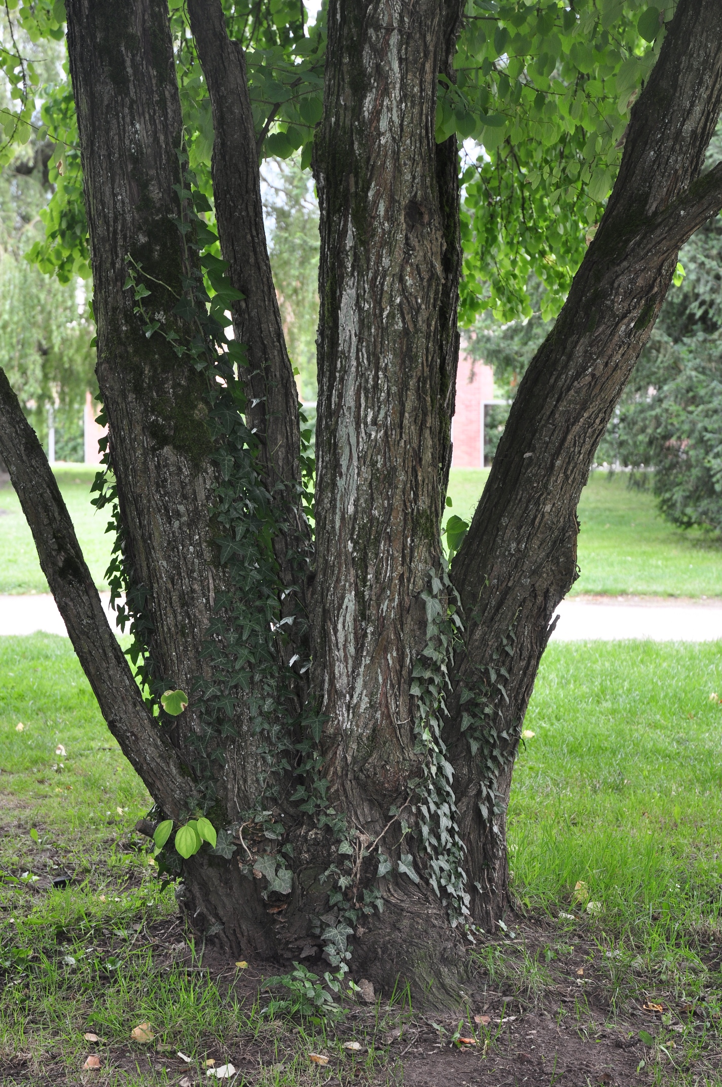 Cercidiphyllaceae Cercidiphyllum japonicum