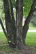 image of Cercidiphyllum japonicum