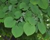 image of Cercidiphyllum japonicum