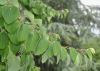 image of Cercidiphyllum japonicum