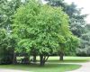 image of Cercidiphyllum japonicum