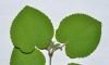 image of Cercidiphyllum japonicum