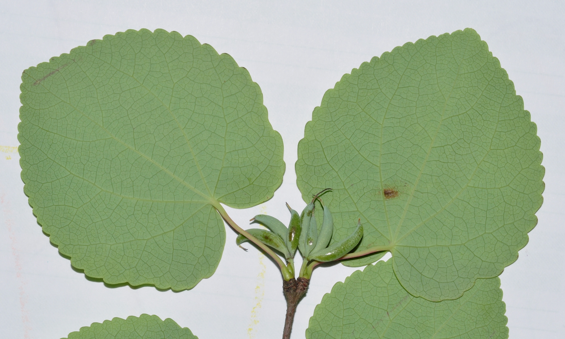 Cercidiphyllaceae Cercidiphyllum japonicum