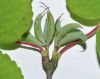 image of Cercidiphyllum japonicum